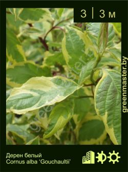 Изображение: дерен белый (cornus alba) 'gouchaultii'