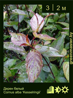 Изображение: дерен белый (cornus alba) 'kesselringii'