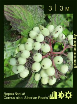 Изображение: дерен белый (cornus alba) 'siberian pearls'