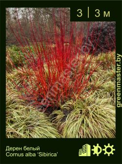 Изображение: дерен белый (cornus alba) 'sibirica'