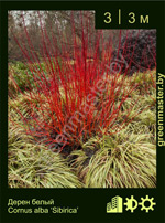 Изображение: дерен белый (cornus alba) 'sibirica'