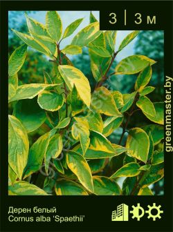 Изображение: дерен белый (cornus alba) 'spaethii'