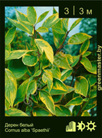 Изображение: дерен белый (cornus alba) 'spaethii'