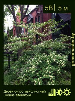 Изображение: дерен супротивнолистный (cornus alternifolia)