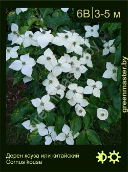 Изображение: дерен коуза (cornus kousa)