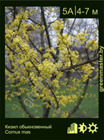 Изображение: кизил обыкновенный (cornus mas)