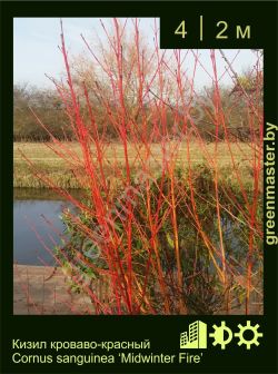 Изображение: кизил кроваво-красный (cornus sanguinea) 'midwinter fire'