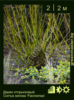 Изображение: дерен отпрысковый (cornus sericea) 'flaviramea'