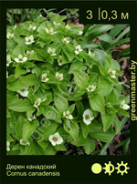 Изображение: дерен канадский (cornus canadensis)