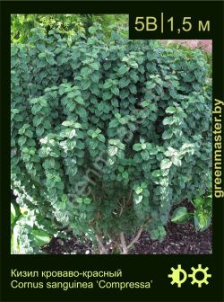 Изображение: кизил кроваво-красный (cornus sanguinea) 'compressa'