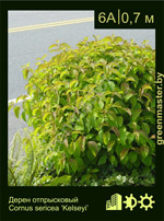 Изображение: дерен отпрысковый (cornus sericea) 'kelseyi'