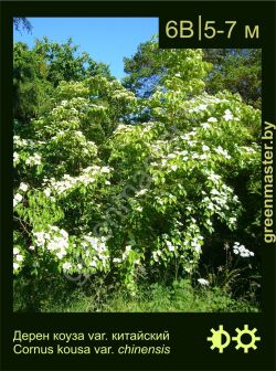 Изображение: дерен коуза (cornus kousa) 'var.chinensis'