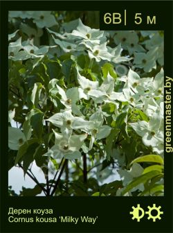 Изображение: дерен коуза (cornus kousa) 'milky way'