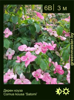 Изображение: дерен коуза (cornus kousa) 'satomi'