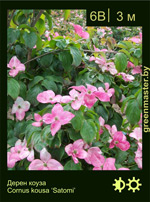 Изображение: дерен коуза (cornus kousa) 'satomi'