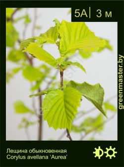 Изображение: лещина обыкновенная (corylus avellana) 'aurea'