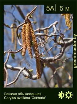 Изображение: лещина обыкновенная (corylus avellana) 'contorta'