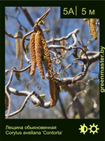 Изображение: лещина обыкновенная (corylus avellana) 'contorta'