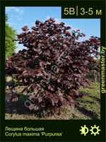 Изображение: лещина крупная (corylus maxima) 'purpurea'