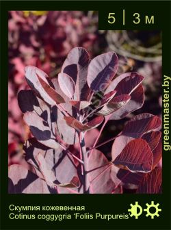 Изображение: скумпия кожевенная (cotinus coggygria) 'foliis purpureus'