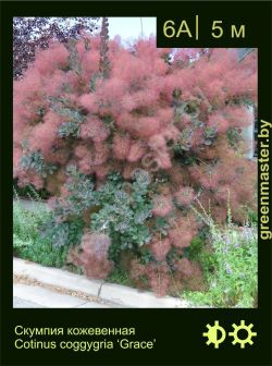 Изображение: скумпия кожевенная (cotinus coggygria) 'grace'