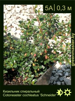 Изображение: кизильник спиральный (cotoneaster cochleatus) 'schneider'