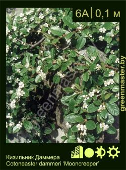 Изображение: кизильник Даммера (cotoneaster dammeri) 'mooncreeper'