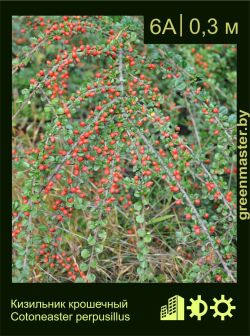 Изображение: кизильник горизонтальный (cotoneaster horizontalis) 'var.perpusillus'