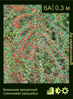 Изображение: кизильник горизонтальный (cotoneaster horizontalis) 'var.perpusillus'