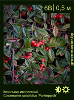 Изображение: кизильник иволистный (cotoneaster salicifolius) 'parkteppich'