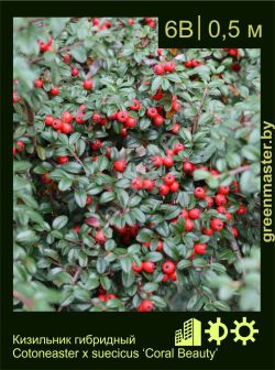 Изображение: кизильник Даммера (cotoneaster dammeri) 'coral beauty'