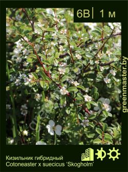 Изображение: кизильник Даммера (cotoneaster dammeri) 'skogholm'