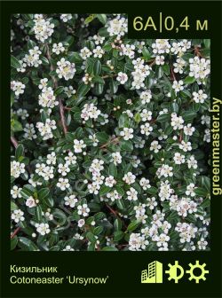 Изображение: кизильник Даммера (cotoneaster dammeri) 'ursynow'