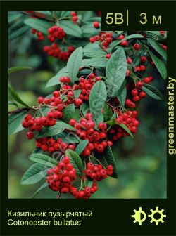 Изображение: кизильник пузырчатый (cotoneaster bullatus)