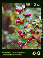 Изображение: кизильник растопыренный (cotoneaster divaricatus)