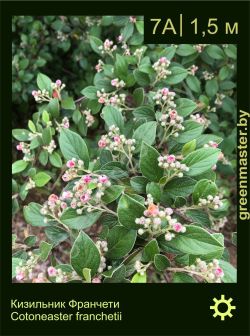 Изображение: кизильник Франчетти (cotoneaster franchetii)