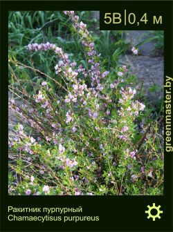 Изображение: ракитник пурпурный (cytisus purpureus)