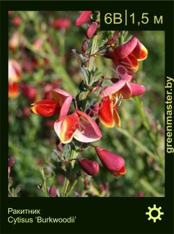 Изображение: ракитник гибридный (cytisus × hybridum) 'burkwoodii'