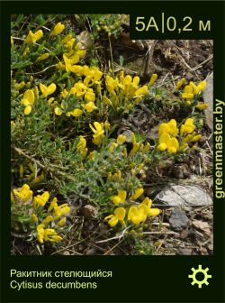 Изображение: ракитник стелющийся (cytisus decumbens)