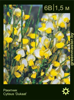 Изображение: ракитник гибридный (cytisus × hybridum) 'dukaat'