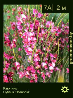 Изображение: ракитник гибридный (cytisus × hybridum) 'hollandia'