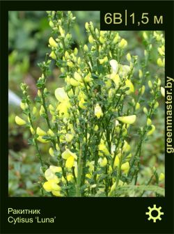 Изображение: ракитник гибридный (cytisus × hybridum) 'luna'