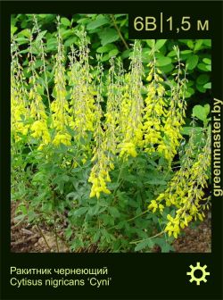 Изображение: ракитник чернеющий (cytisus nigricans) 'cyni'