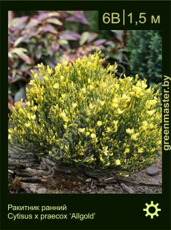 Изображение: ракитник ранний (cytisus × praecox) 'allgold'