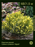 Изображение: ракитник ранний (cytisus praecox) 'allgold'