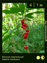 Изображение: волчеягодник смертельный (daphne mezereum)