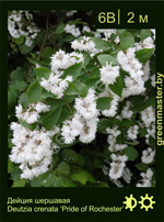 Изображение: дейция шершавая (deutzia scabra) 'pride of rochester'