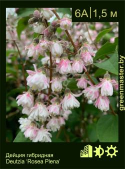 Изображение: дейция шершавая (deutzia scabra) 'rosea plena'