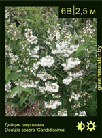 Изображение: дейция шершавая (deutzia scabra) 'candidissima'