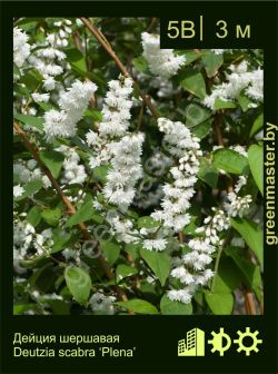 Изображение: дейция шершавая (deutzia scabra) 'plena'